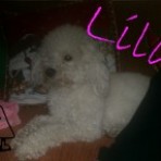 Lila